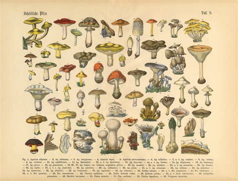 Can magic mushrooms lead to a craving for more potent substances?